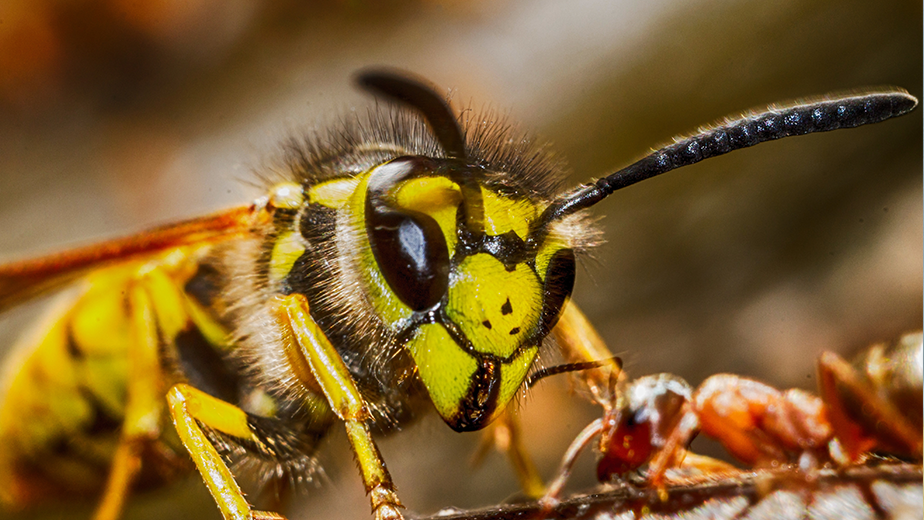 Pest Control for Wasps